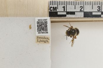 Media type: image;   Entomology 789198 Aspect: Labels